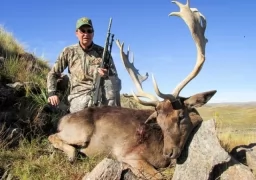 Fallow Deer