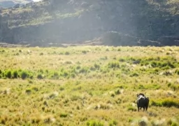 Water Buffalo