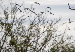 Dove hunting Argentina