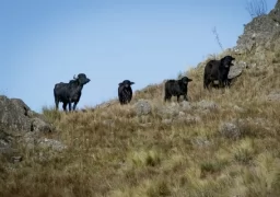 Water Buffalo