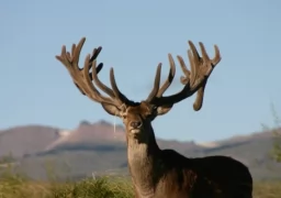 RED STAG