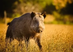 WILD BOAR