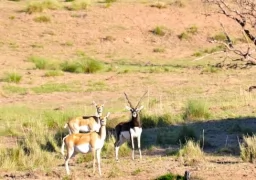 BLACKBUCK ANTELOPE