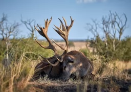 Gold Stag in Argentina!