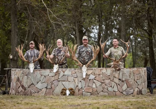 Gold Stag in Argentina