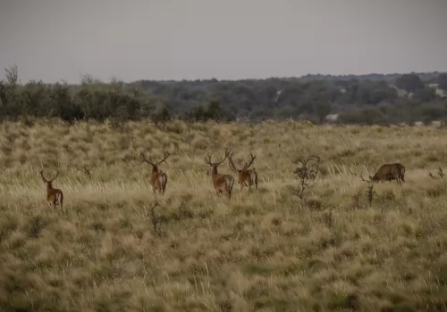 San Luis Deer Hunting