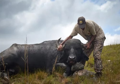 MONSTER BUFFALO!