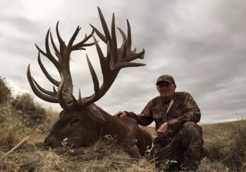 Red Stag in Northern Patagonia