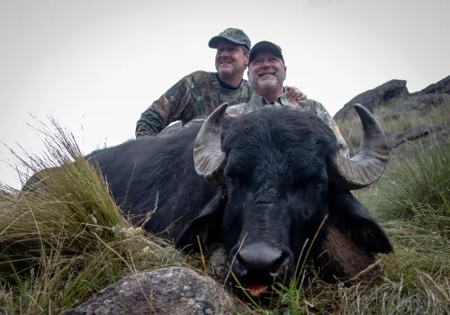  Water Buffalo in Argentina!