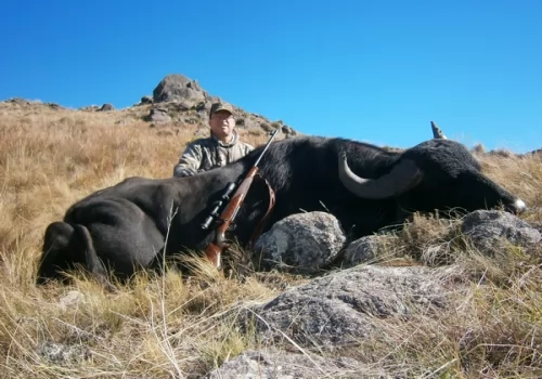 Big Game in Cordoba - Water Buffalo.